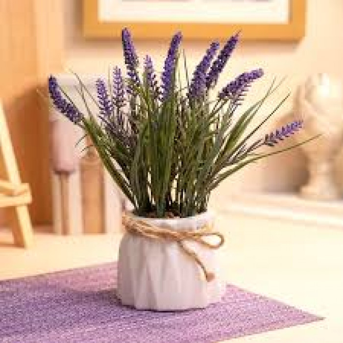 Лаванда в Экибастузе