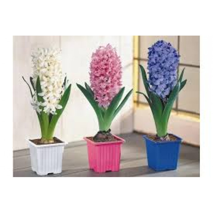 Гиацинты в Экибастузе