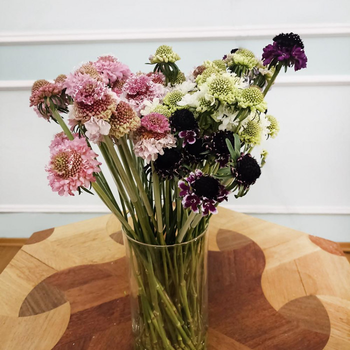 Скобиоза в Экибастузе