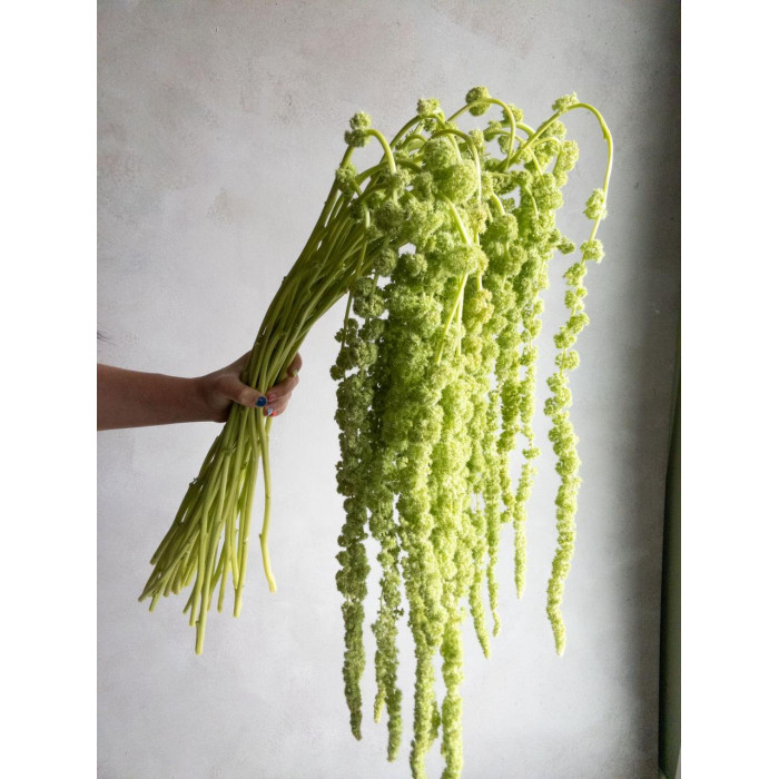 Амарантус в Экибастузе