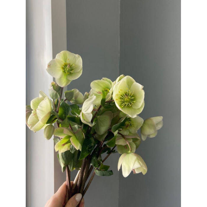 Хелеборус в Экибастузе