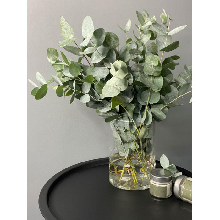 Эвкалипт в Экибастузе