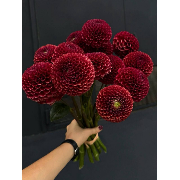 Георгины в Экибастузе