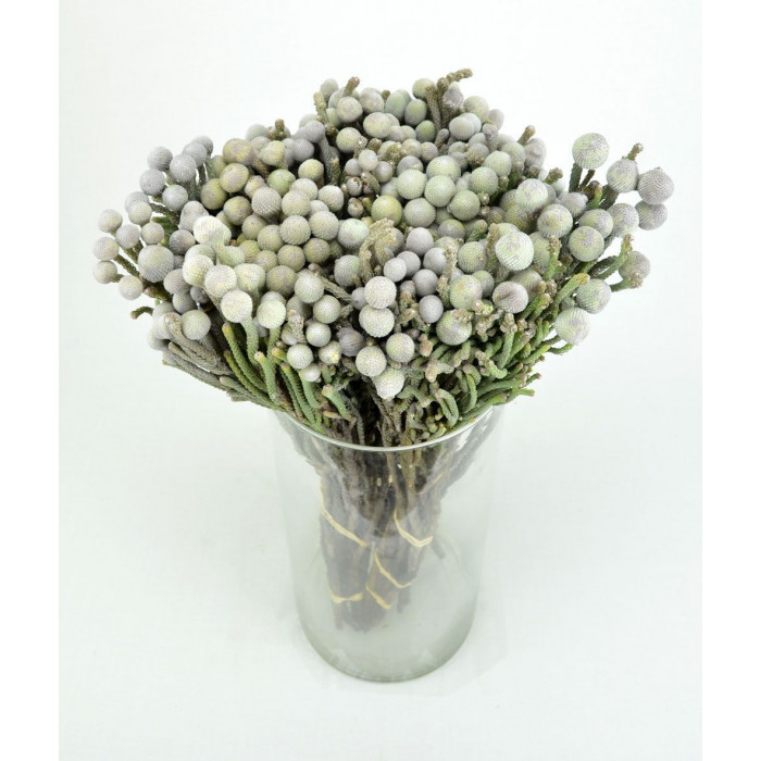 Бруния в Экибастузе