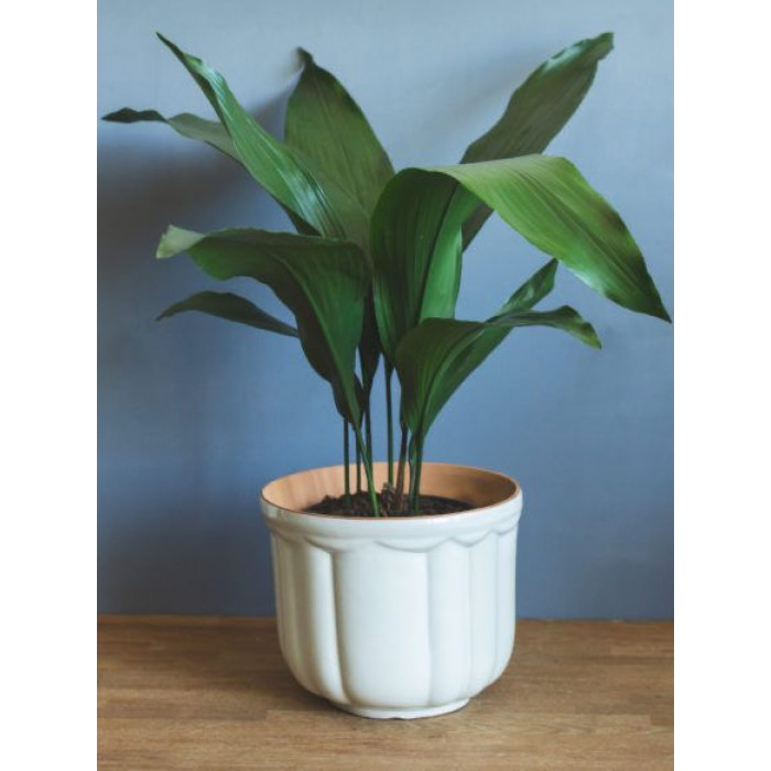 Аспидистра в Экибастузе