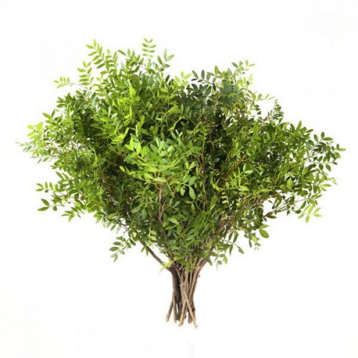 Писташ в Экибастузе