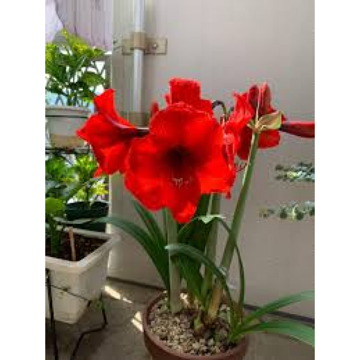 Амариллис в Экибастузе