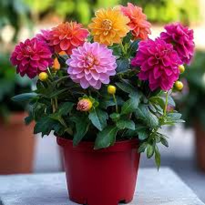 Георгины в Экибастузе