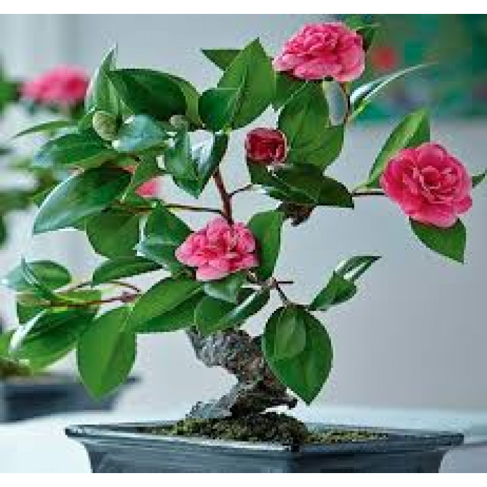 Камелия в Экибастузе