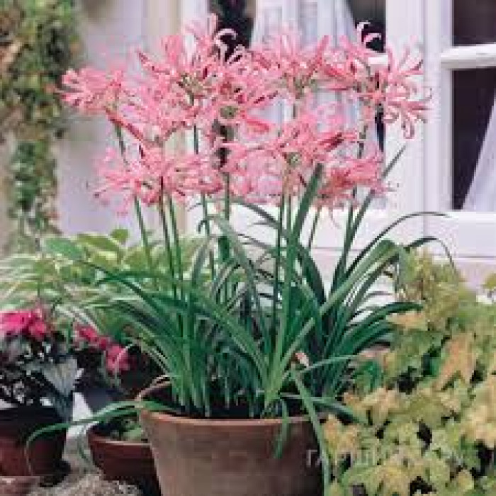 Нерине в Экибастузе