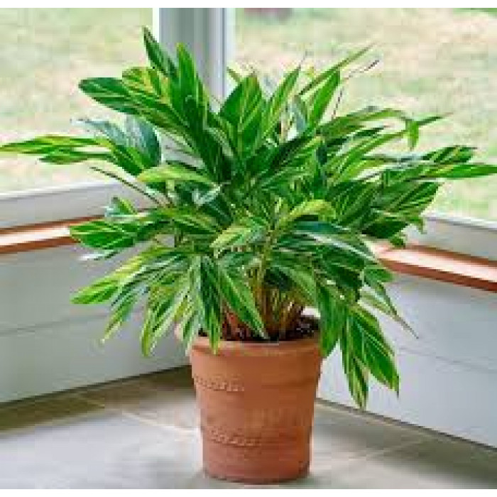 Альпиния в Экибастузе