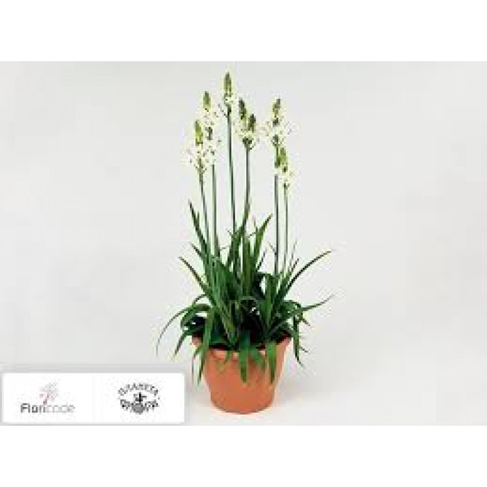 Орнитогалум в Экибастузе