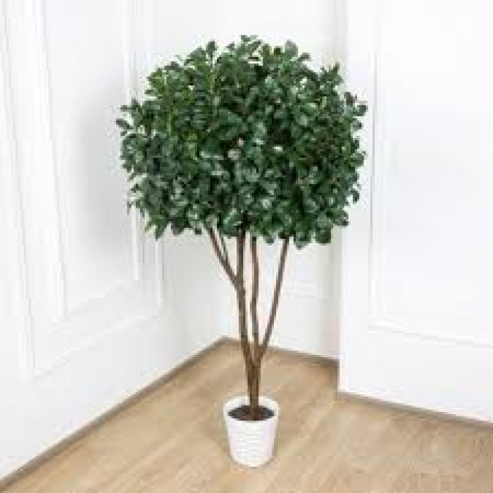 Рускус в Экибастузе